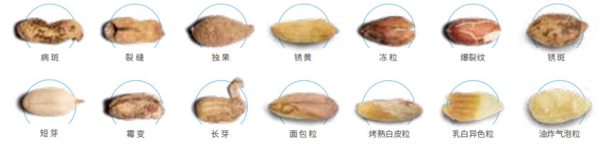花生頑疾.png